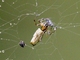 Orbweaver Spider (Micrathena agriliformis)