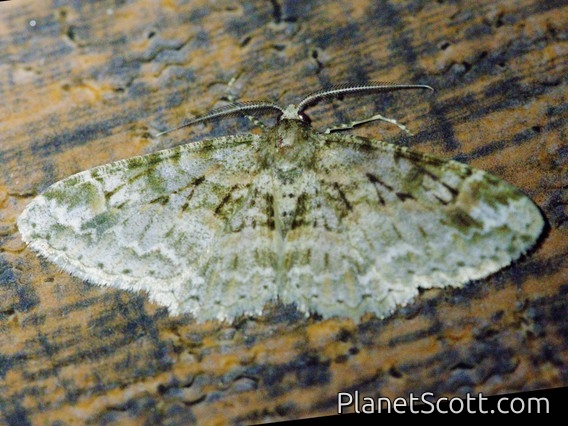 Geometer Moth (Bryoptera sp)