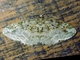 Geometer Moth (Bryoptera sp)