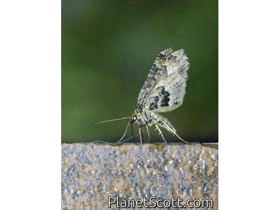 Carpet Moth (Larentiinae sp)