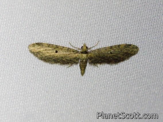 Pug Moth (Eupithecia sp)