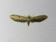 Pug Moth (Eupithecia sp)