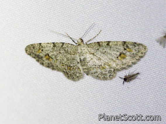 Geometer Moth (Boarmiini sp)