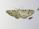 Geometer Moth (Boarmiini sp)