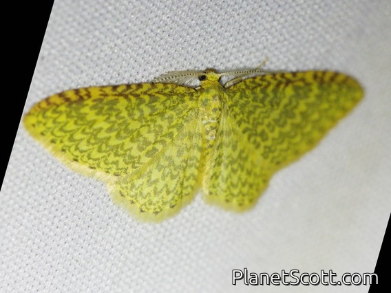 Carpet Moth (Eois sp)
