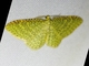 Carpet Moth (Eois sp)