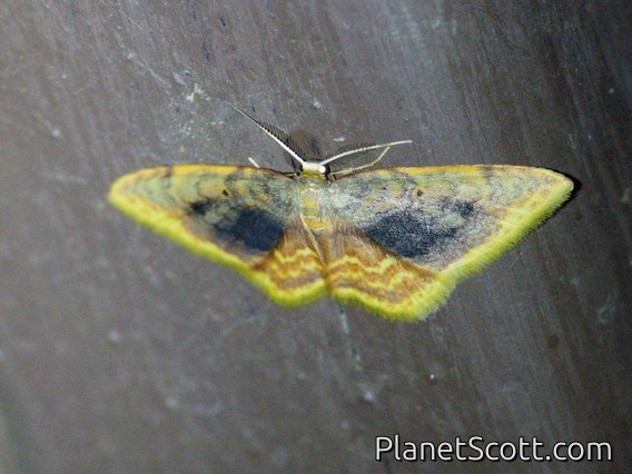 Carpet Moth (Eois sp)