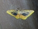 Carpet Moth (Eois sp)