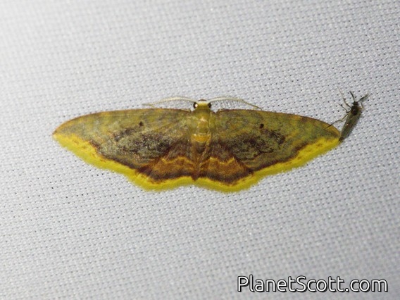 Wave Moth (Tricentra sp)