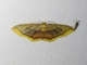 Wave Moth (Tricentra sp)