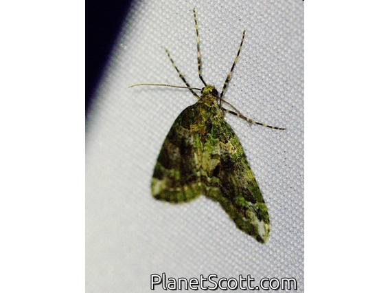 Carpet Moth (Geometridae sp)