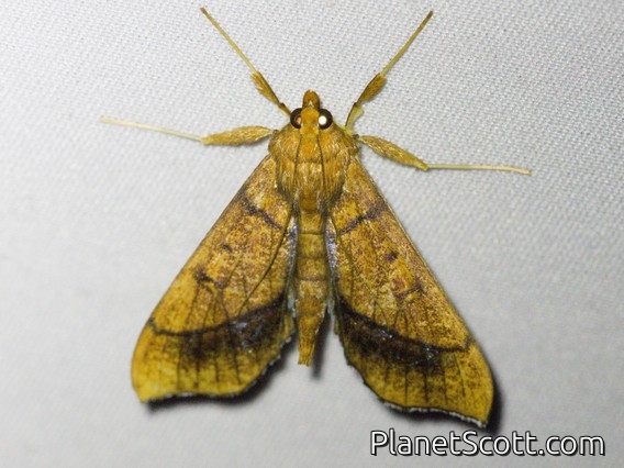 Pearl Moth (Anarmodia sp)