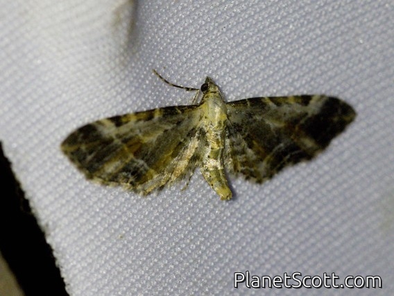 Pug Moth (Eupithecia sp)