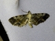 Pug Moth (Eupithecia sp)