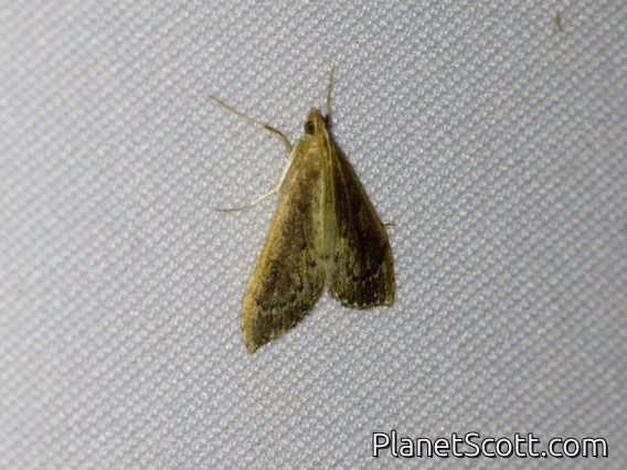Pearl Moth (Spilomelinae sp)