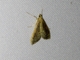 Pearl Moth (Spilomelinae sp)