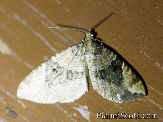 Carpet Moth (Psaliodes sp)