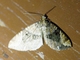 Carpet Moth (Psaliodes sp)