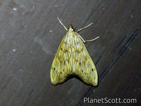 Pearl Moth (Anarmodia sp)