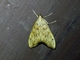 Pearl Moth (Anarmodia sp)