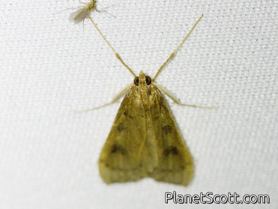 Pearl Moth (Spilomelinae sp)