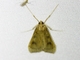Pearl Moth (Spilomelinae sp)