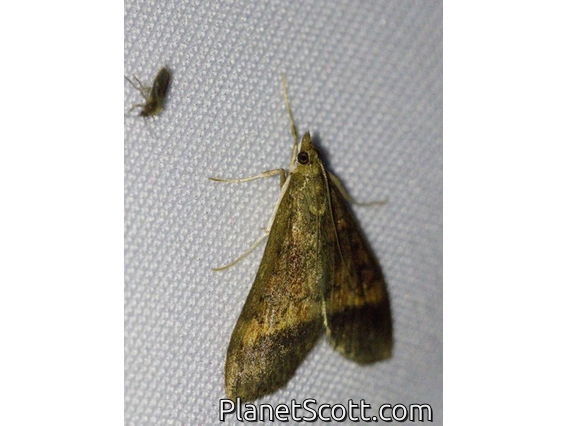 Crambid Snout Moth (Crambidae sp)
