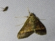 Crambid Snout Moth (Crambidae sp)