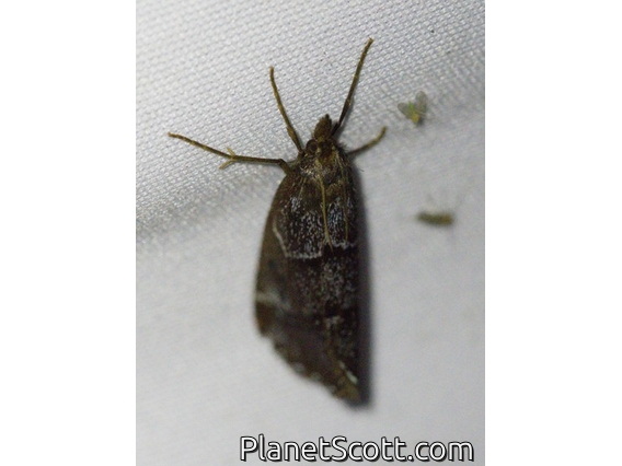 Crambid Snout Moth (Crambidae sp)