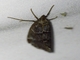 Crambid Snout Moth (Crambidae sp)