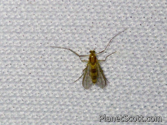 Non-biting Midge (Chironomidae sp)
