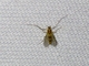 Non-biting Midge (Chironomidae sp)