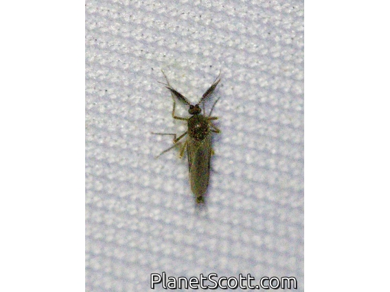 Biting Midge (Ceratopogonidae sp)