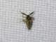 Biting Midge (Ceratopogonidae sp)
