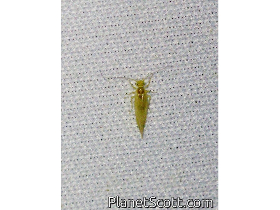 Booklouse (Psocodea sp)