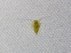 Booklouse (Psocodea sp)