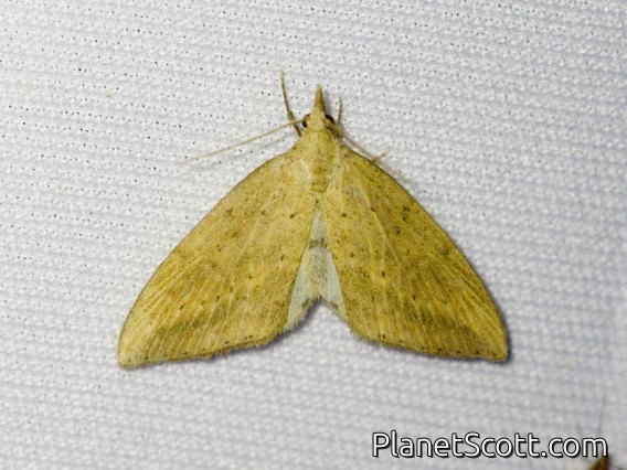 Erebid Moth (Erebidae sp)