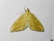 Erebid Moth (Erebidae sp)
