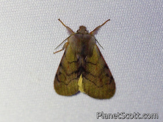 Tiger Moth (Palaeomolis sp)