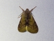 Tiger Moth (Palaeomolis sp)