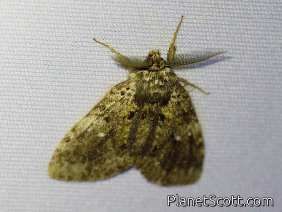 Prominent Moth (Notodontidae sp)