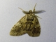 Erebid Moth (Erebidae sp)
