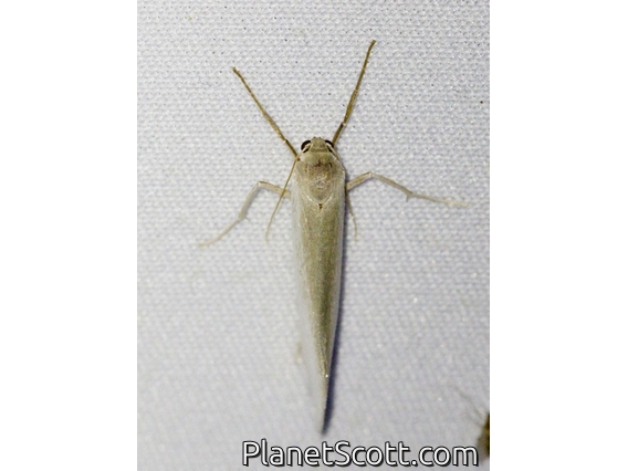 Lichen Moth (Agylla sp)