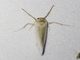 Lichen Moth (Agylla sp)
