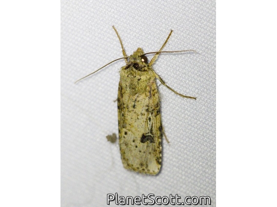 Cutworm Moth (Noctuidae sp)
