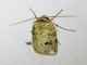 Cutworm Moth (Noctuidae sp)