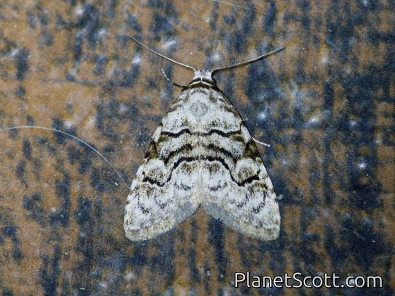 Tufted Moth (Nolini sp)