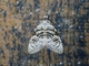 Tufted Moth (Nolini sp)