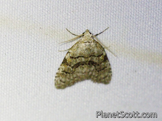 Tufted Moth (Nolidae sp)