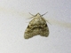 Tufted Moth (Nolidae sp)